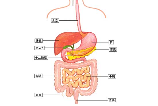 内臓の位置関係