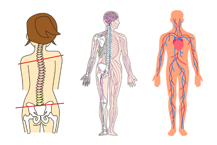 体のゆがみ、姿勢のくずれ、神経伝達の滞り、血流・リンパの流れの滞り