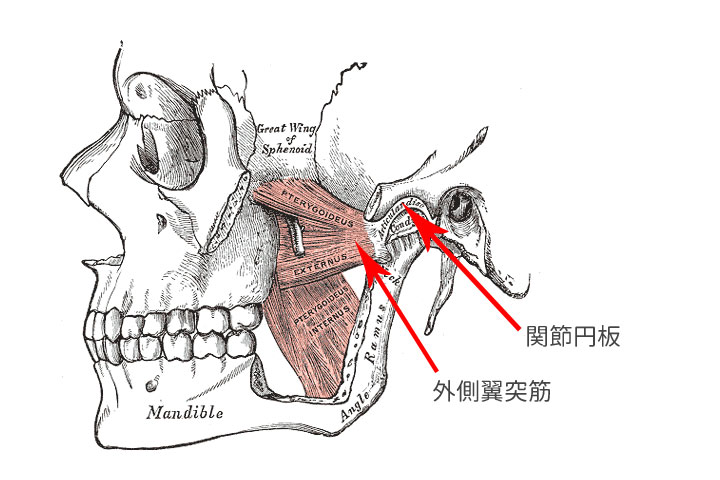 外側翼突筋と関節円板