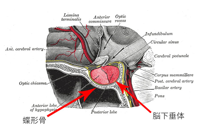 蝶形骨のトルコ鞍と脳下垂体がある場所