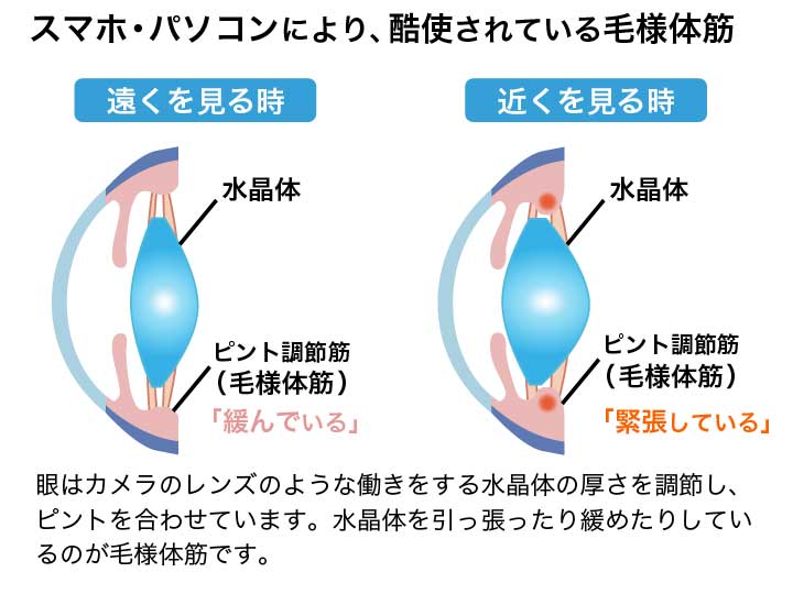 毛様体筋が水晶体を収縮させてピント調整する仕組み