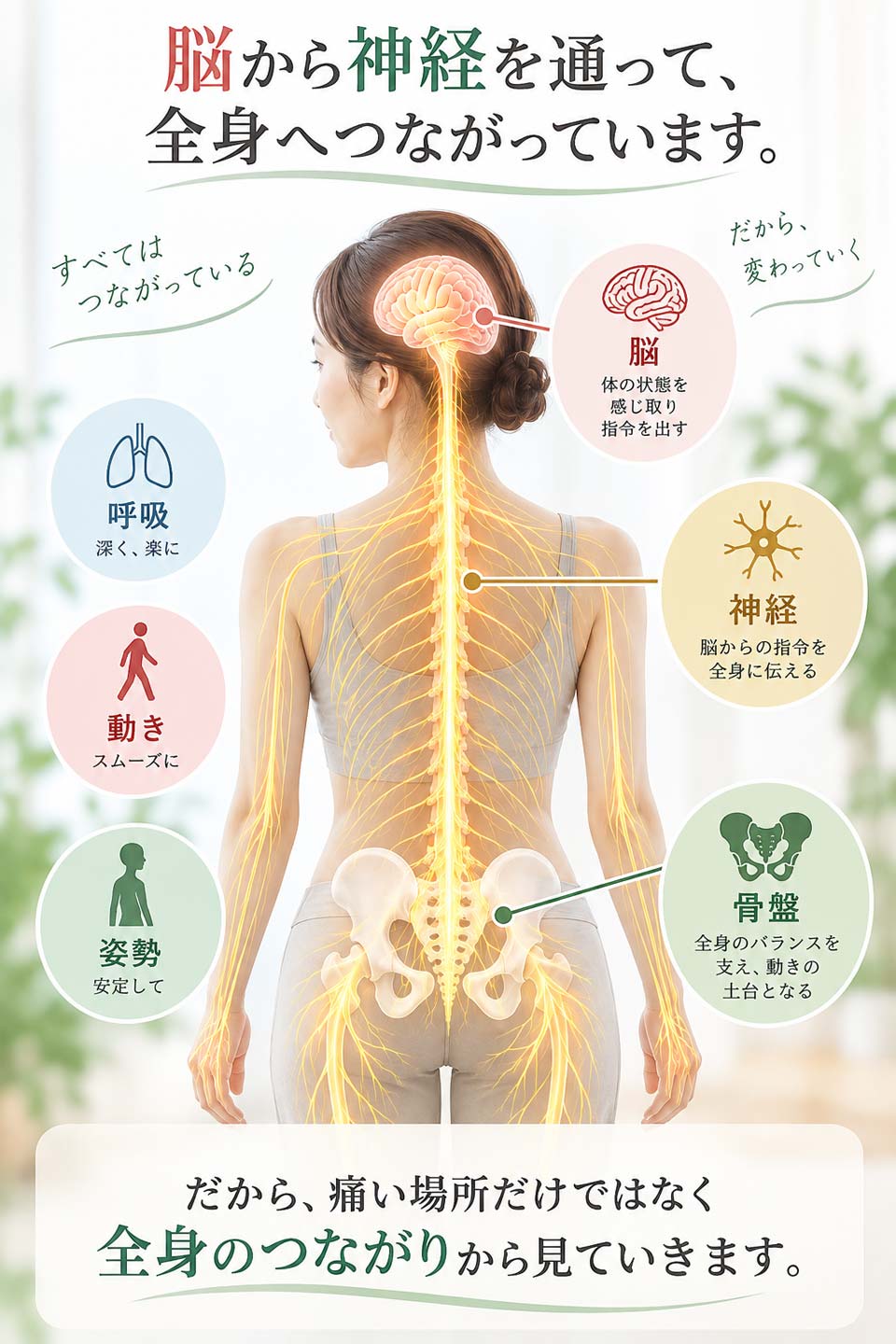 脳から神経を通って全身へつながっています