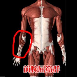 前腕屈筋群